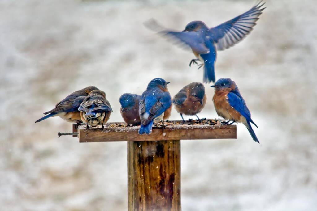 Bluebirds Nest 10 Min To Avl Biltmore Hot Tub Cont Bkfst Sparkling Water 阿什维尔 外观 照片